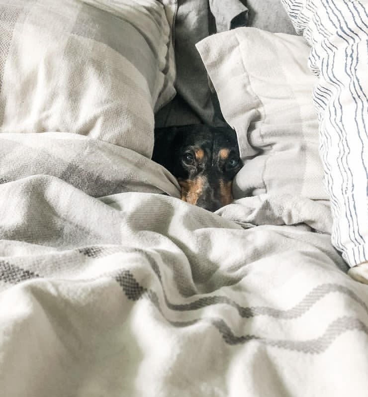 ラベンダーの香りでリラックスして眠る犬