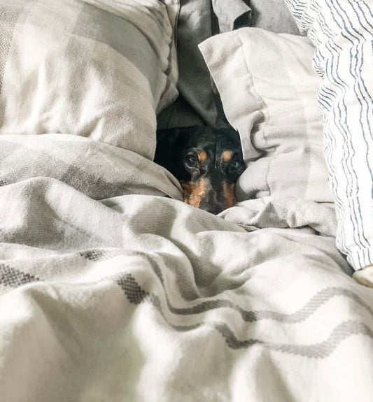 ラベンダーの香りでリラックスして眠る犬